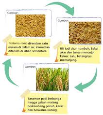 We did not find results for: Diagram Tentang Bagaimana Padi Tumbuh Gambar Daur Hidup Tanaman