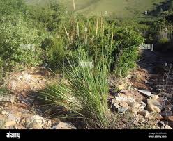 Image result for Cenchrus caudatus