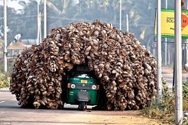 Funniest Road Accident but?