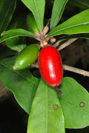 Image result for Synsepalum