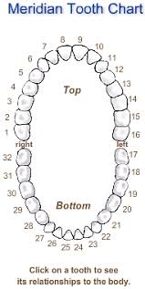 meridian tooth chart total mouth fitness