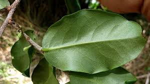 Image result for Erythrococca polyandra