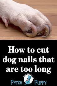 Pin On Dog Care