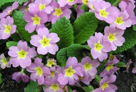 Image result for Primula
