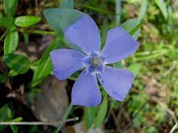 Periwinkle Vinca Minor