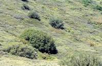 Image result for chaparral