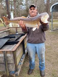 Image result for Boscia filipes