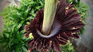 It is sometimes incorrectly called the world's largest flower, but it is actually the. Breathing Life Into The Corpse Flower