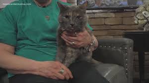 Most pets arrive at shelters because the owner had to move, could no longer afford the pet, had a death in the family, or simply gave up the responsibly of being a care taker for a hedgehog. Fetch Me A Home Nimbus 10 Available For Adoption Kgw Com