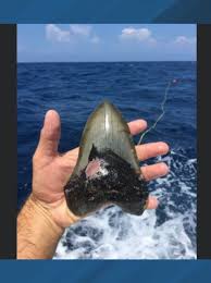 Best beaches to find shark teeth in north carolina. Nc Coast Is Hot Spot For Prehistoric Megalodon Shark Teeth Wcti