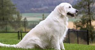 If you are looking to adopt or buy a golden retriever take a look here! English Cream Golden Retriever Female Puppy Puppies Golden Retriever Puppies Blocky White Female Golden Retriever Golden Retriever White Retriever Puppy