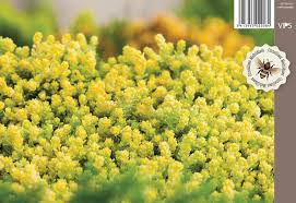 Hij wordt in de volksmond soms 'rijstpap' genoemd. Keltamaksaruoho Sedum Acre Yellow Queen