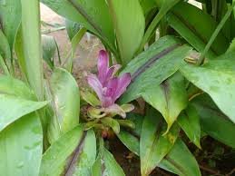 Pokok kunyit hitam episod 55 melegakan penyakit ulu hati загрузил: Khasiat Kunyit Hitam Memulih Kesihatan Tubuh Dan Mencegah Penyakit Sentiasa Panas