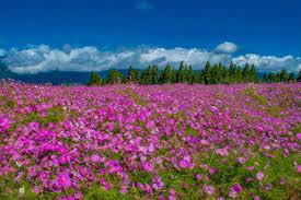 福壽山農場的波斯菊花海 圖由福壽山農場提供 natural landmarks nature landmarks