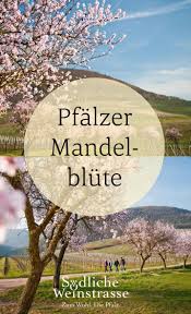 Mandelblute Sudliche Weinstrasse Rosa Mandelbluten Bluhen An Der Pfalzer Weinstrasse Entlang Des Mandelpfades Sudliche Weinstrasse Wandern Pfalz Reisen