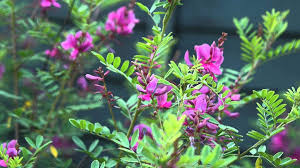 Image result for Indigofera secundiflora