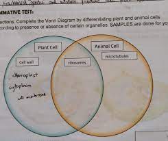 Maybe you would like to learn more about one of these? Venn Diagram By Differentiating Plant And Animal Cells According To Presence Or Absence Absence Of Brainly Ph