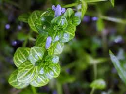 Image result for Lindernia conferta