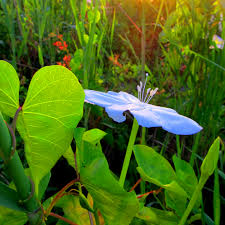 Image result for Ipomoea blepharophylla