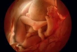 Linz1234 has shared photos of her bump throughout this pregnancy. Pictures Of Fetal Development Month By Month