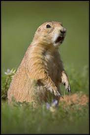 Red Alert A Photo From Wyoming West Trekearth Prairie Dog Road Trip Usa Wyoming
