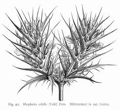 Image result for Blepharis