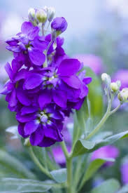 Image result for Matthiola