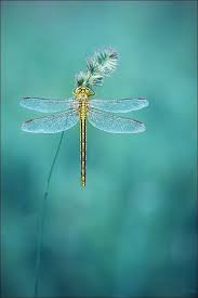 Black And Yellow Dragonfly With Green Eyes Dragonfly Love Wintry And Beautiful Awesome Photo To Me It Celebrates The Magic Of The Season Dragonfly Beautiful Bugs Damselfly