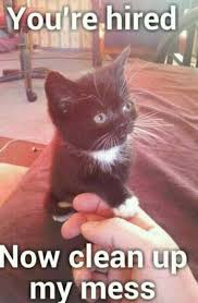 What are you eating, and how can i help? The Best Kittens Memes Memedroid
