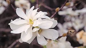 No matter where you live, these snowballs will make a fun and whimsical addition to your christmas decor and can even be displayed beyond the holidays. Magnolia False Grown By You