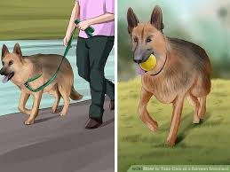 How To Take Care Of A German Shepherd With Pictures Wikihow