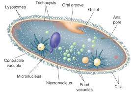 Check spelling or type a new query. Http Nser Nbed Nb Ca Sites Nser Nbed Nb Ca Files Noteattach Y2011 Nov Animal Like Protista Pdf