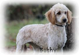 Dog training simplified · easy to follow steps · simple yet effective Download Our Mini Doodles Have Arrived Bushy S Puppies Arrived Apricot Red Goldendoodle Full Size Png Image Pngkit