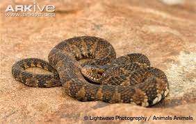 Southern Watersnake Photos And Facts Photo Facts Southern