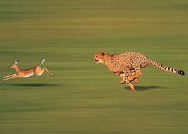 The Balance Of Nature Wild Animals Pictures African Animals Animals Beautiful