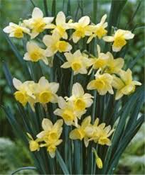 Stint Triandrus Narcissus Grant Mitsch Variety Daffodils Bulb Flowers Narcissus