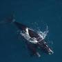 North Atlantic right whale lifespan from oceana.ca