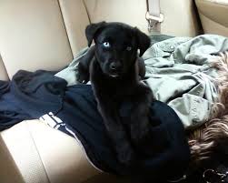 Black And Blue Eyes Husky Pin By Marina Mears On Puppy Love Black Lab Black Lab Mix Black Lab Puppies