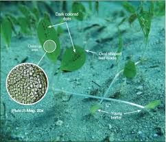 Image result for Halophila minor