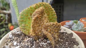 Cut about 1/2 to one inch above the rot (if you have enough cactus) and put some rooting hormone powder on the bottom of the cutting. Confirm Dead Parts Of My Cactus Repotting Approach Please Cactiguide Com