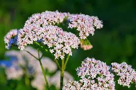 Image result for Valeriana