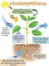 Basic Bonsai Botany Sumo Bonsai Supply Biology Plants Photosynthesis Photosynthesis Projects