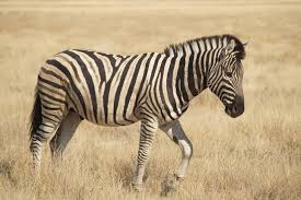 Zebras the relatives of horses having grey or black strips on overall white body are the animals that can be easily found in african countries such as namibia, south africa, angola, kenya and ethiopia. Surprise Zebra Stripes Are Not For Camouflage