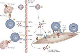 These tips and tricks help you install retrofit recessed lighting cleanly and with greater ease. Immunotherapy Of Myositis Issues Concerns And Future Prospects Nature Reviews Rheumatology