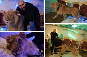 Maybe you would like to learn more about one of these? ReacÈ›ia Uluitoare A Lui Dani Mocanu DupÄƒ Ce A Fost PercheziÈ›ionat Din Cauza Videoclipului In Care Apare Un Leu RÄƒnit Star News Antenastars Ro