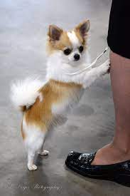 Chihuahua Puppies For Sale Chihuahua Puppies Chihuahua Puppies For Sale Chihuahua