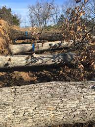 Fruit and forestal trees plants for eu programs. How Much Is Your Log Worth Woodworking Network