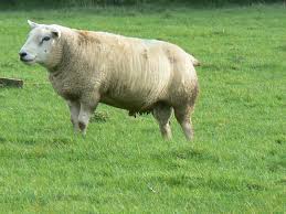 Black And White Sheep Breeds Nz Woolshed 1 Sheep Breeds In New Zealand Sheep Breeds Sheep Breeds