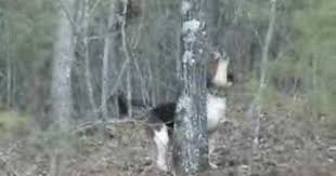 Pin On Where The Red Fern Grows