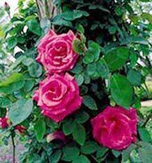 The Antique Rose Emporium Climbing Roses Antique Roses Rose